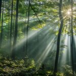 Raios de sol atravessando árvores densas da Floresta Amazônica, criando uma atmosfera mística que remete às histórias e lendas da maior floresta tropical do mundo.